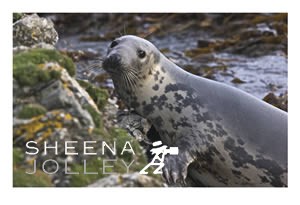 Grey Seal  mammal  female  rocks big eyes  anthropomorphic  whiskers  enticing  curious  appealing   Inishark  Island  Galway Ireland  photograph  inquisitive   endearing quality   big brown eyes  myths   legends associated with them. Inishark Island   ireland Come Away to the Waters.jpg Come Away to the Waters.jpg Come Away to the Waters.jpg Come Away to the Waters.jpg